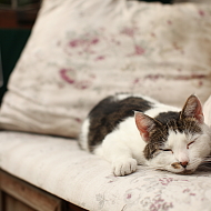 Hänsel und Gretel sind hier zu Hause
