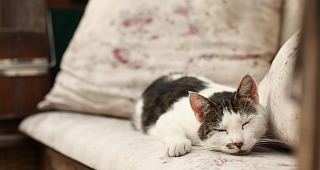 Hänsel und Gretel sind hier zu Hause