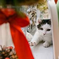 Hänsel &amp; Gretel sind hier zu Hause