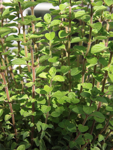 große Südterrase plus private Liegewiese mit Sonnenliegen
