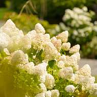 großer Hortensiengarten im Weißt Du noch Seedorf